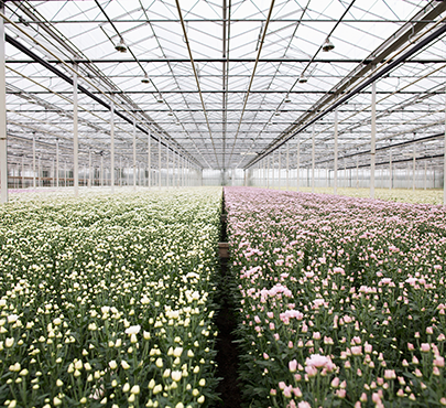 Advocacy, Your Protective Canopy