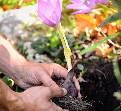 Development, Strong Roots